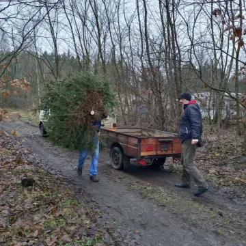 Wielkie „Choinkobranie” w Radomsku