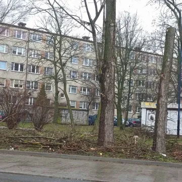 Dendrolog Ernest Rudnicki komentuje wycinkę drzew przy ul. Jagiellońskiej