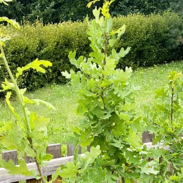 „Iga” – takie imię nosi od dziś dąb w Radomsku. To potomek dębu „Bartek”