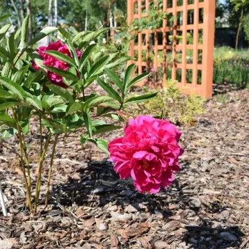 Przy PSP 6 w Radomsku powstał ogród dydaktyczny