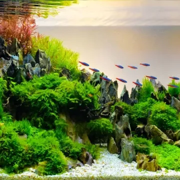 Akwarium roślinne, czyli akwarium holenderskie – jak zacząć?