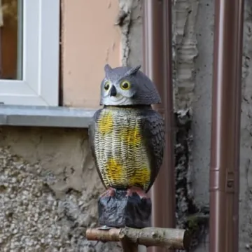 Konkursowe ogrody radomszczan