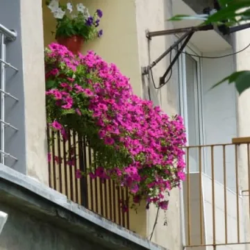 Radomsko w kwiatach i zieleni 