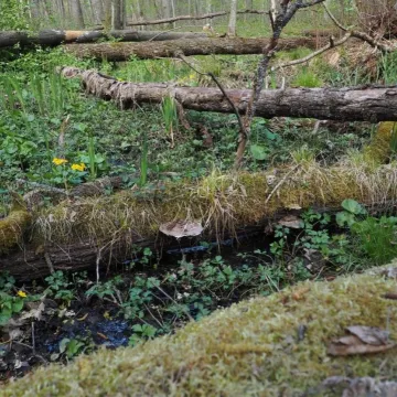 Propozycja na majówkę: Rezerwat Przyrody Dębowiec