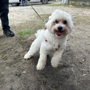 Zaczipowano radomszczańskie psy i koty