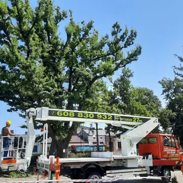 Beton zabija stare drzewa