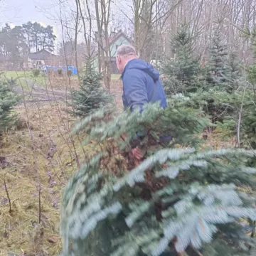 Wielkie „Choinkobranie” w Radomsku