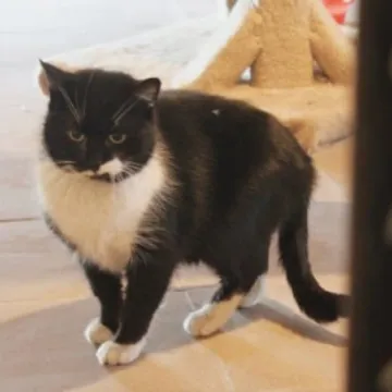 Podaruj seniorowi domek, by na zawsze merdał mu ogonek