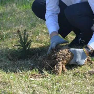Na Wymysłówku sadzono drzewa