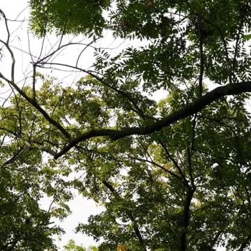 Radny Rączkowski: drzewa w Parku Świętojańskim zagrażają życiu mieszkańców