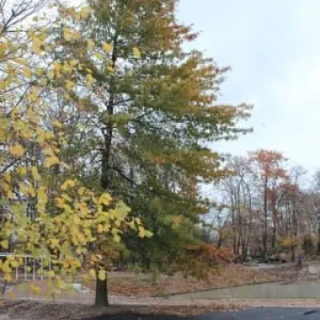 Rewaloryzacja parku Świętojańskiego. Ile już  zrobiono?