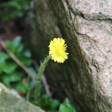 Na spacer, ale w samotności