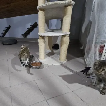 Radni KO skontrolowali schronisko w Radomsku. „To ludzie z misją”