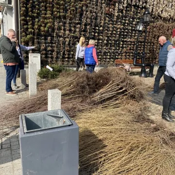 Zielone Radomsko. Darmowe sadzonki dla mieszkańców
