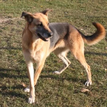 Podaruj seniorowi domek, by na zawsze merdał mu ogonek