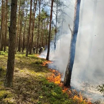 Pożar lasu w Gertrudowie. Sześć zastępów straży pożarnej gasiło pożar