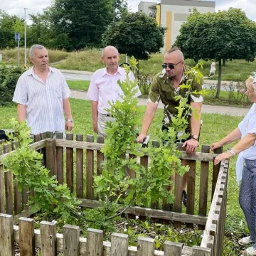 „Iga” – takie imię nosi od dziś dąb w Radomsku. To potomek dębu „Bartek”
