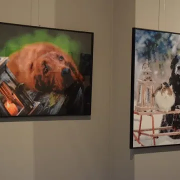 Cztery łapy w obiektywie 