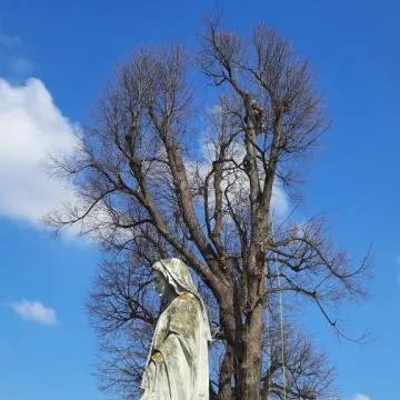 Pielęgnacja zabytkowej lipy