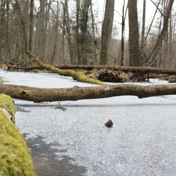 Leśne krajobrazy na plenerze fundacji „Foto POZYTYW”