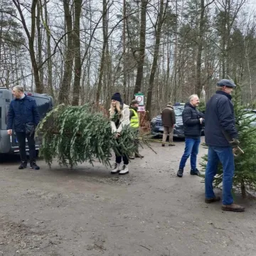 Wielkie „Choinkobranie” w Radomsku