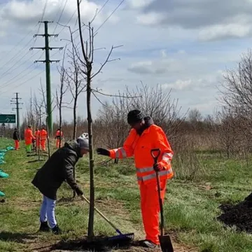 Prezydent Radomska sadził drzewa przy ul. Unii Europejskiej