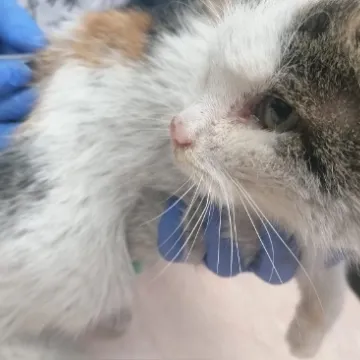 Kotka Pola ma guza. Uratujmy ją!