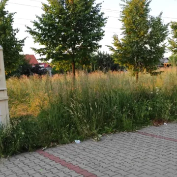 Betonoza kontra łąki kwietne