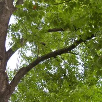 Radny Rączkowski: drzewa w Parku Świętojańskim zagrażają życiu mieszkańców