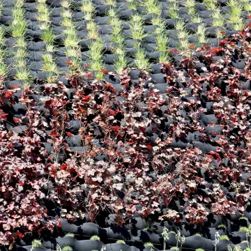 Ogrody wertykalne pną się po ścianie kamienicy w centrum Radomska