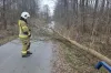 Drzewo zablokowało drogę. Interweniowali strażacy w Wielgomłynach