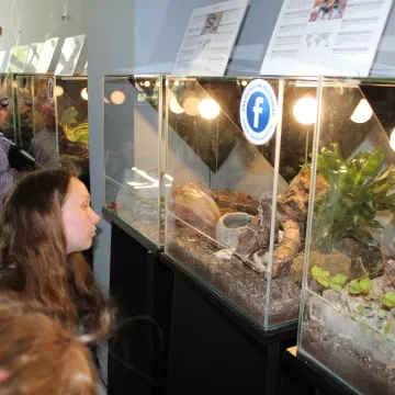 Pająki i skorpiony w MDK w Radomsku