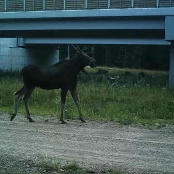 Zobacz co zarejestrowały fotopułapki Generalnej Dyrekcji Dróg Krajowych i Autostrad