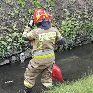 Sowa wyłowiona z Radomki