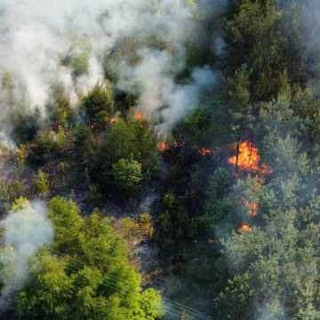 Lasy płoną. W tym roku było już 21 pożarów.