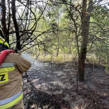 Strażacy gasili las i ściernisko w Białej Górze