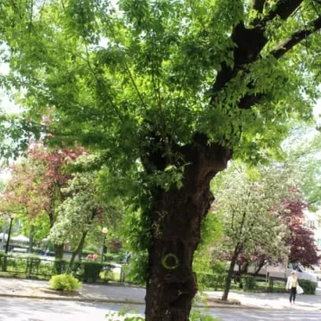 Drzewa na ulicy Reymonta poszły pod topór