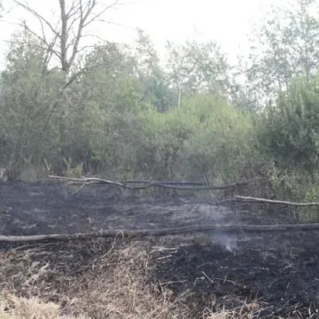 Pożar łąk na Dąbrówce 