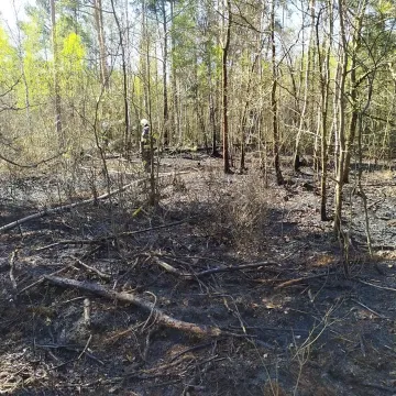 W Myśliwczowie palił się hektar poszycia leśnego