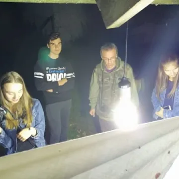 Wabili owady do światła