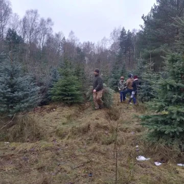 Wielkie „Choinkobranie” w Radomsku