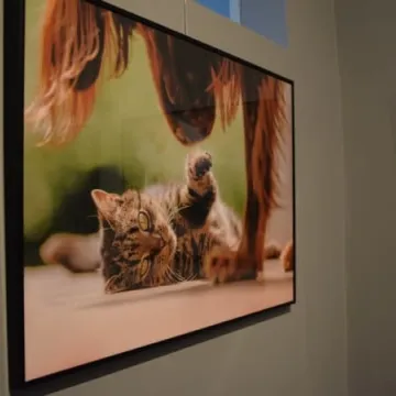 Cztery łapy w obiektywie 