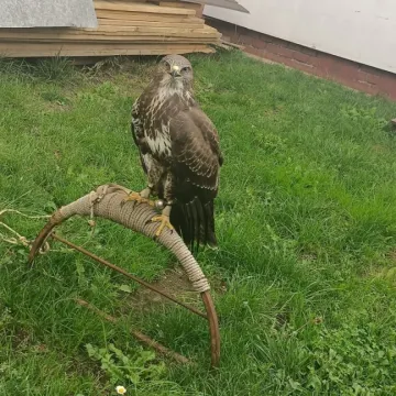 Policjanci pomogli uwolnić myszołowa