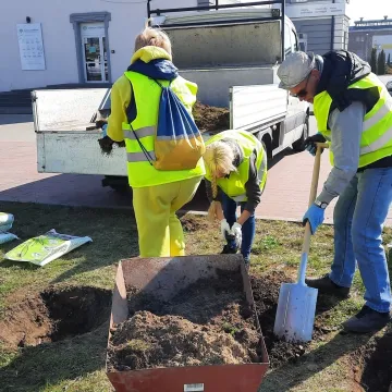 W Radomsku posadzono ponad 300 bratków w żółtym i niebieskim kolorze