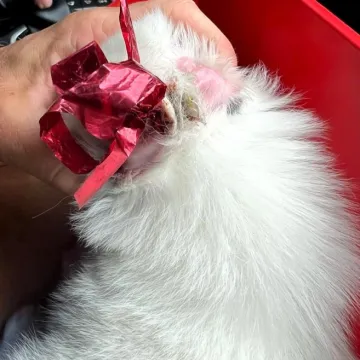 Odpowie za groźby i znęcanie nad szczeniakiem