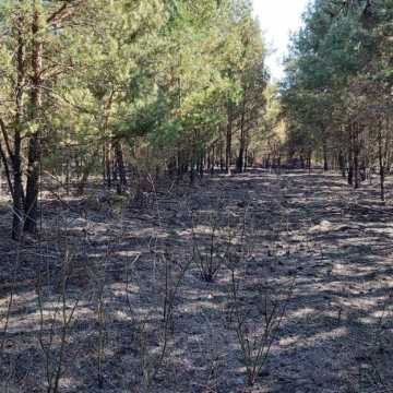 51 strażaków gasiło pożar lasu w miejscowości Borowa