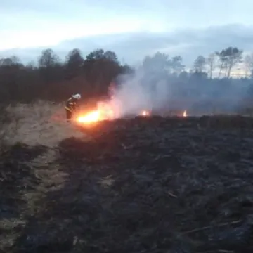 Pożary poszycia leśnego