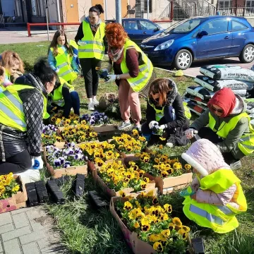 W Radomsku posadzono ponad 300 bratków w żółtym i niebieskim kolorze
