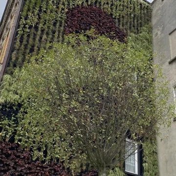 Ogrody wertykalne w Radomsku oficjalnie oddane do użytku