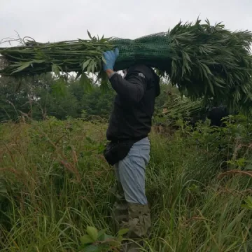 Zlikwidowana uprawa konopi indyjskich